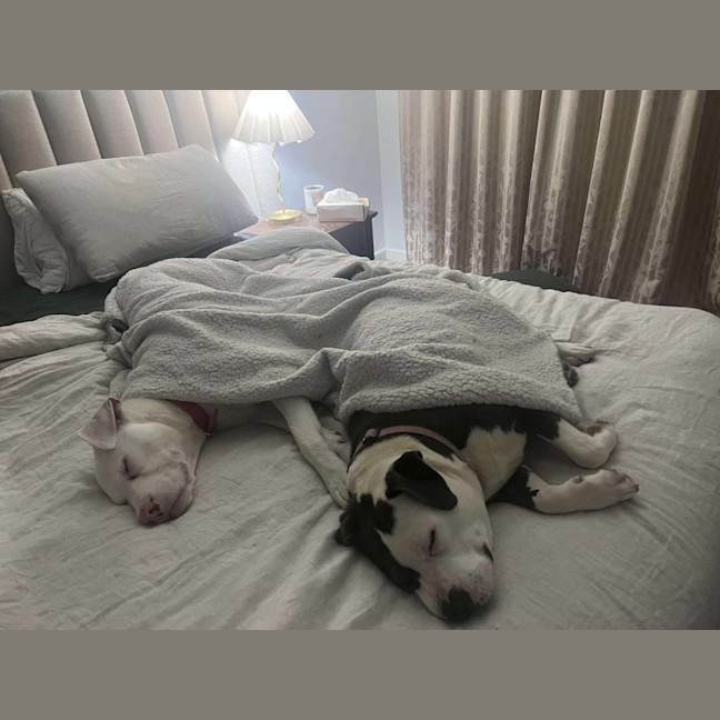 Photo of Coconut Slice