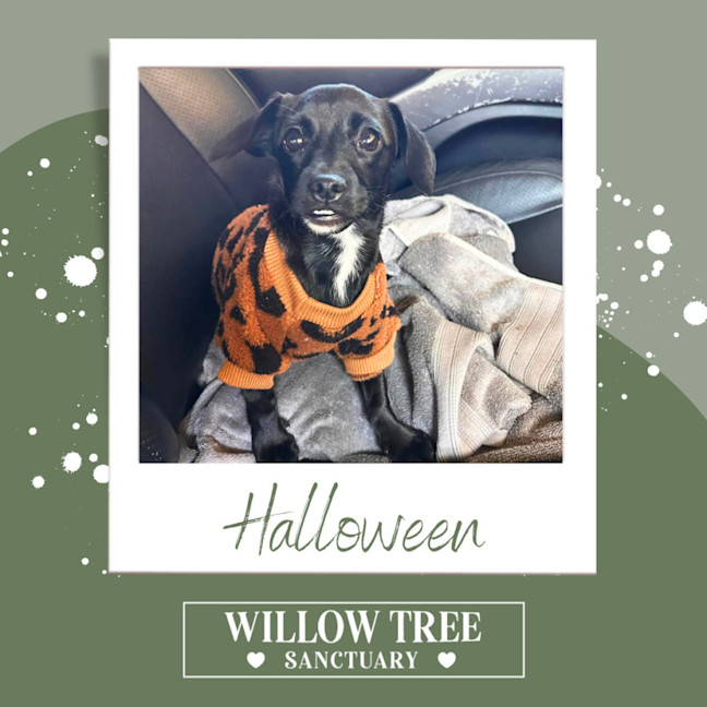 Photo of Halloween