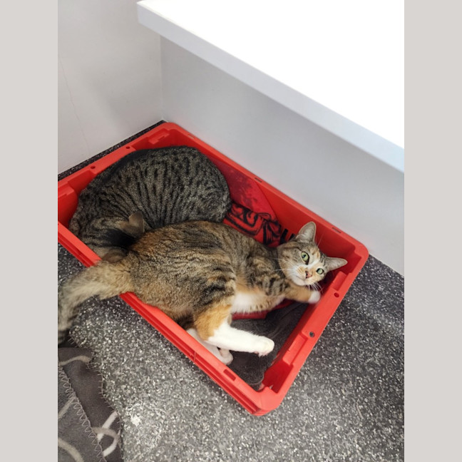 Photo of Pixel And Nemo