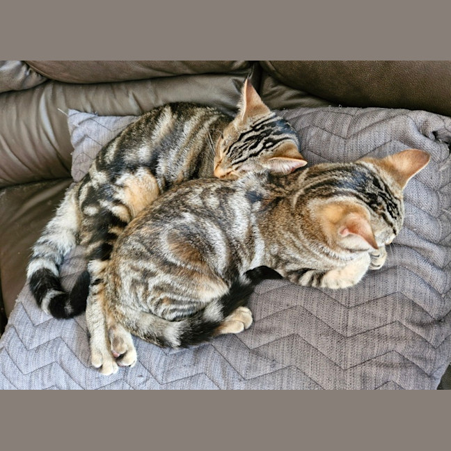 Photo of Sailor And Sari