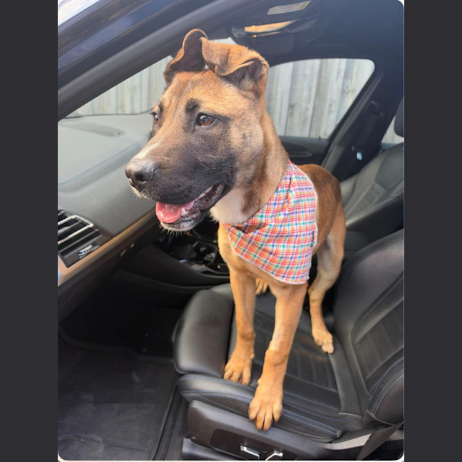 Photo of 🤎 Bowie 🤎