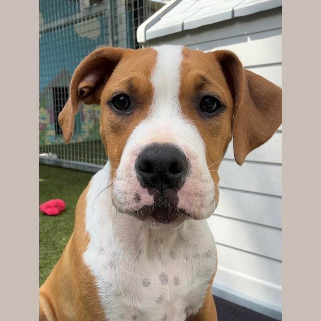 Photo of D1092 Frank 