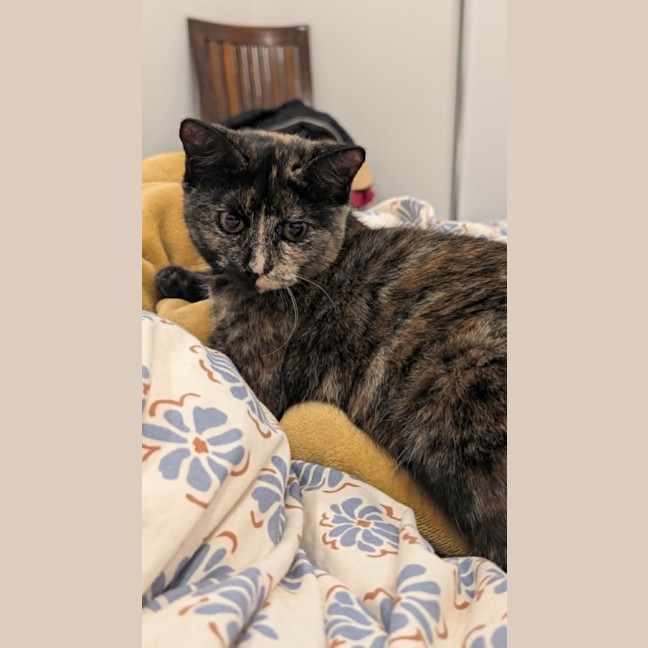 Photo of Pepper