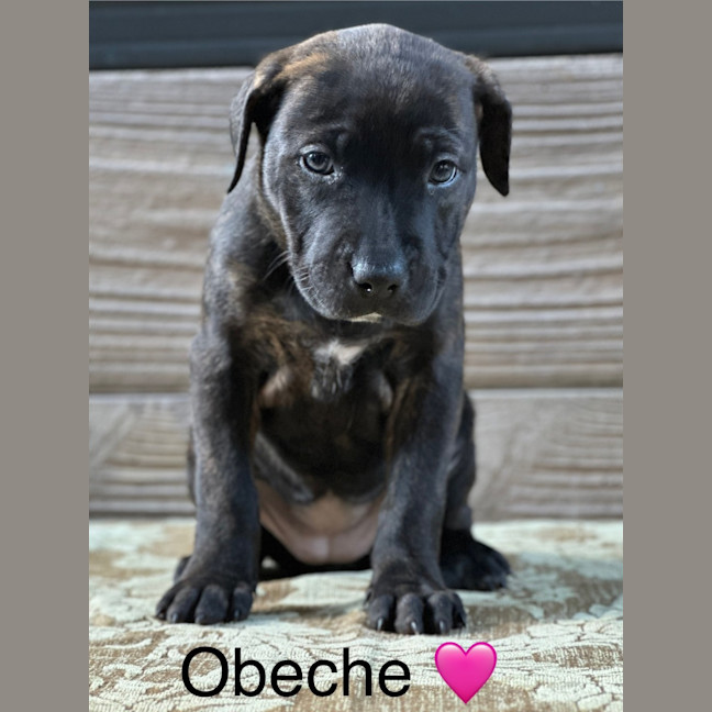 Photo of Obeche