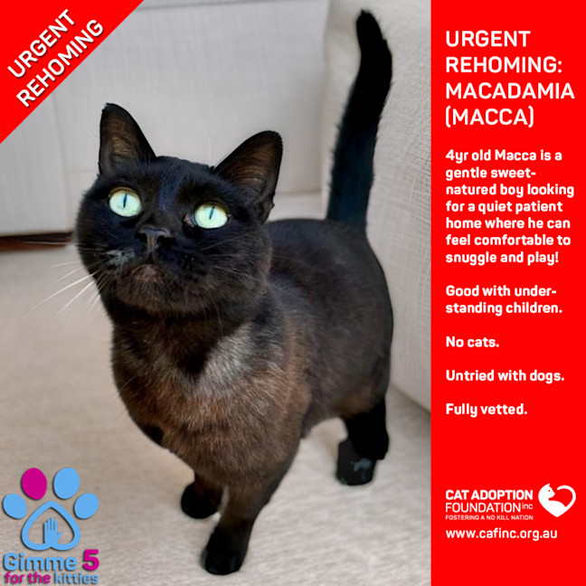 Photo of Macadamia Private Rehoming No Charge!