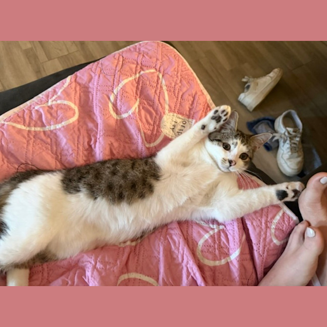 Photo of Archer