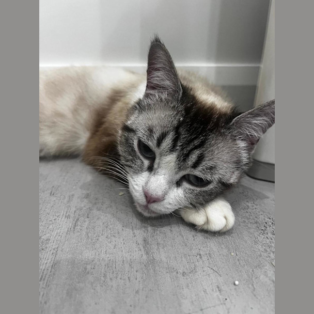 Photo of Lucy 