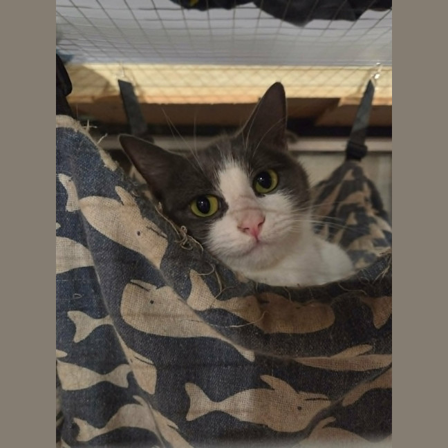 Photo of Sky *9 Lives Project Rescue*