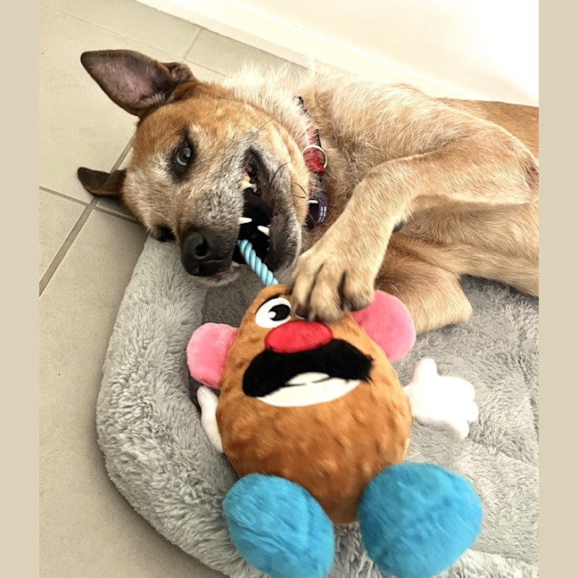 Photo of Woody
