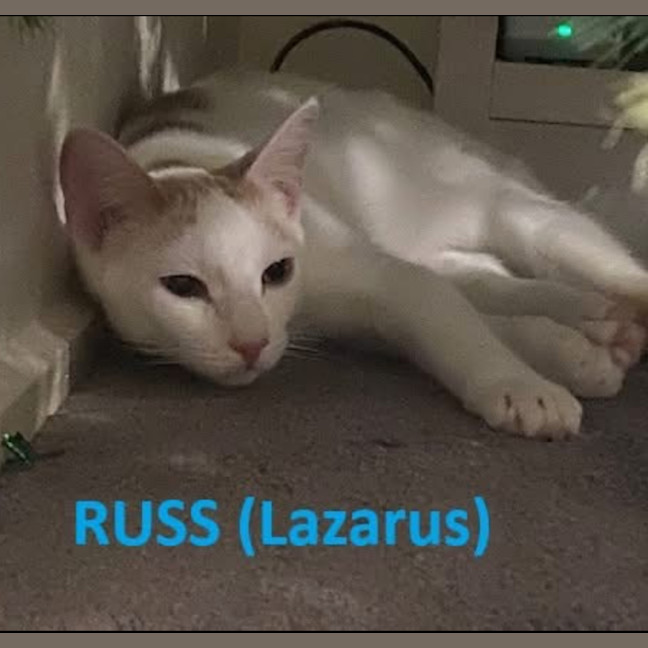 Photo of Russ ( Lazerus )