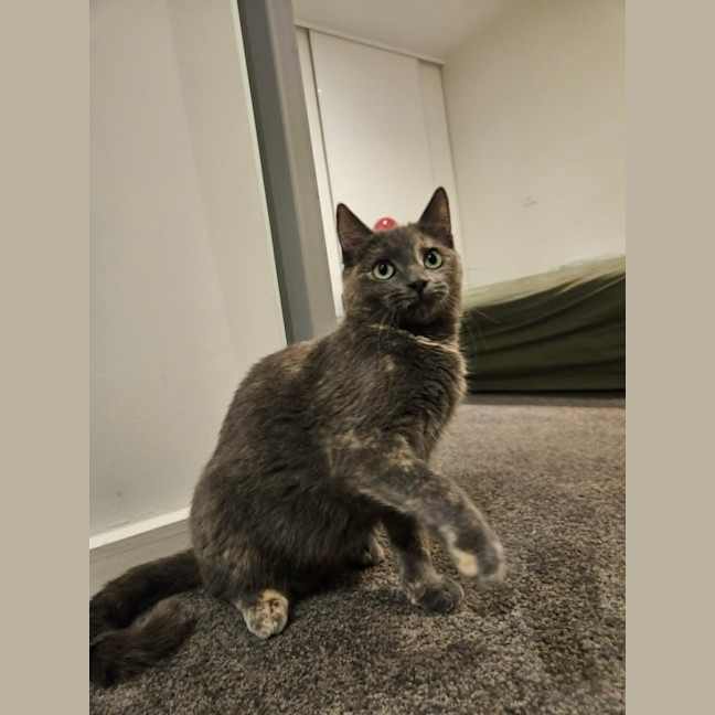Photo of Sugar *9 Lives Project Rescue*