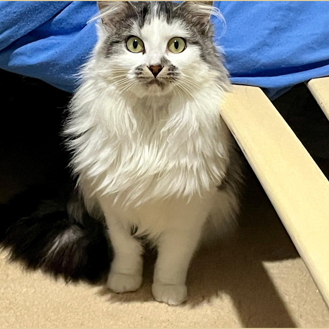 Photo of Bindi