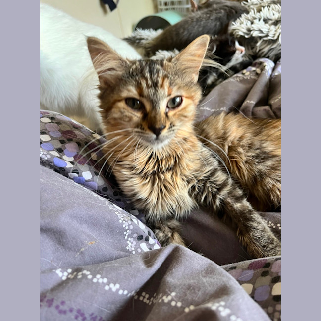 Photo of Nova *9 Lives Project Rescue*