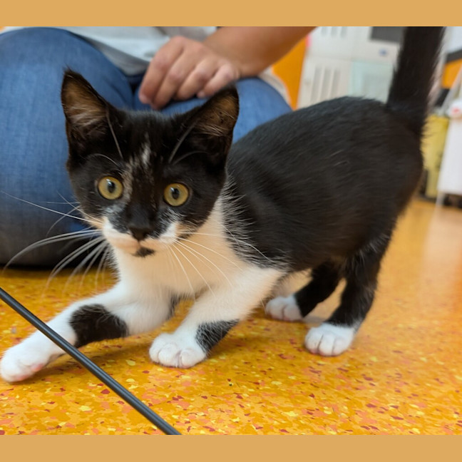 Photo of Miss Mistoffelees