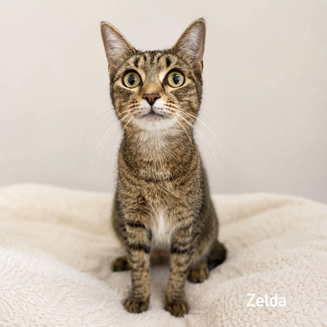Photo of Zelda