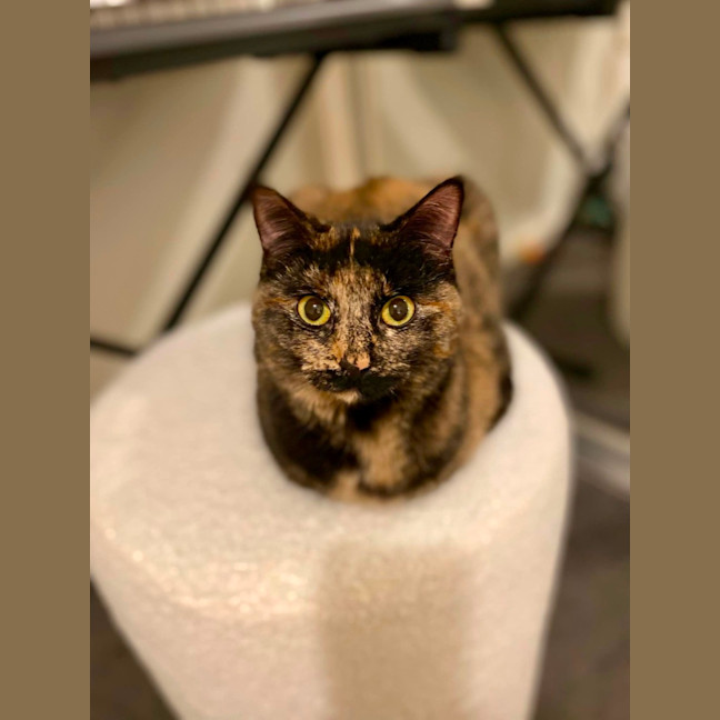 Photo of Cinnamon