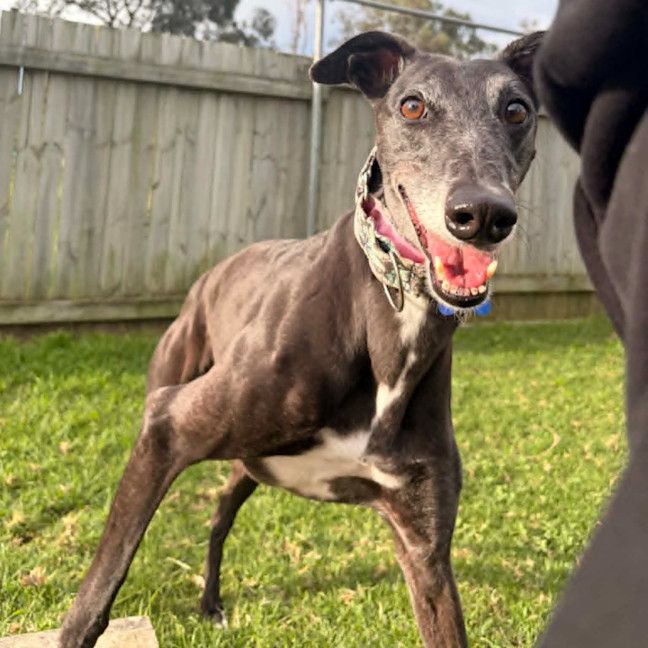Photo of Ginko The Greyhound
