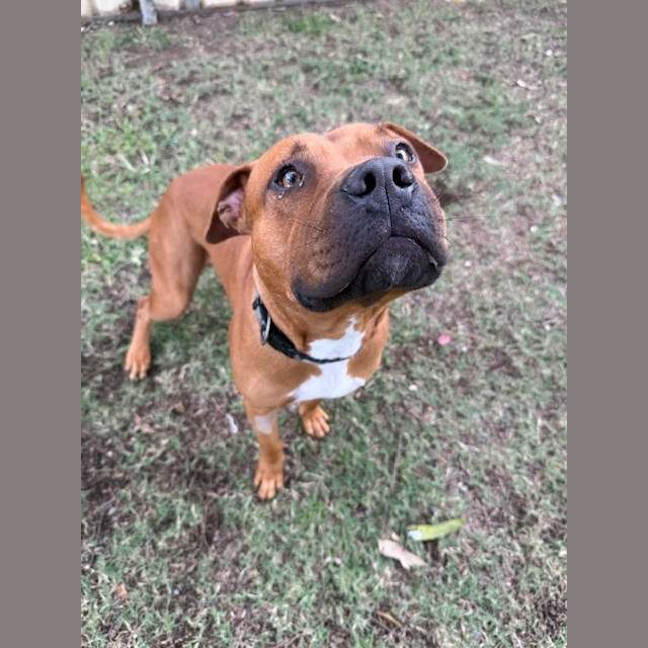 Photo of Juno