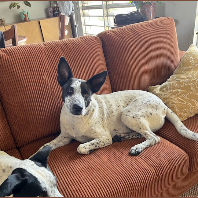 Photo of Daisy