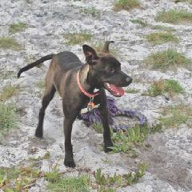 Photo of Rowdy (Archer/Rockie/Alan/Winchester)