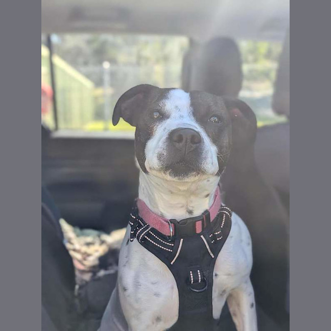 Photo of Gypsy