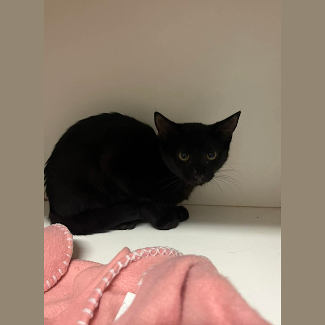 Photo of Iggle Piggle