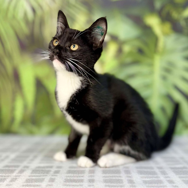 Photo of Poppy   Located In Frankston