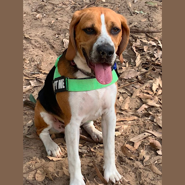 Photo of Bruce   7 Month Old Beagle (Trial)