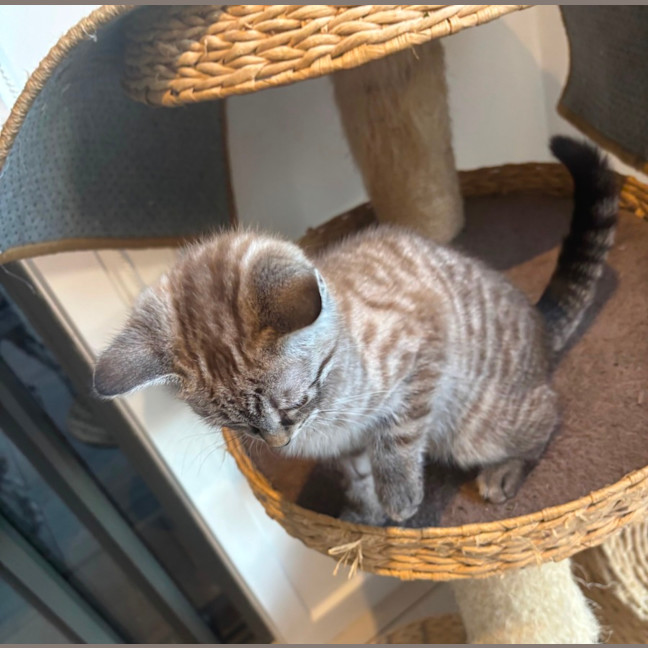 Photo of Brown Bear Meet Me@Petstock Carrum Downs Store