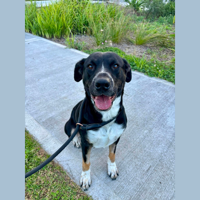 Photo of Voodoo Imp 601