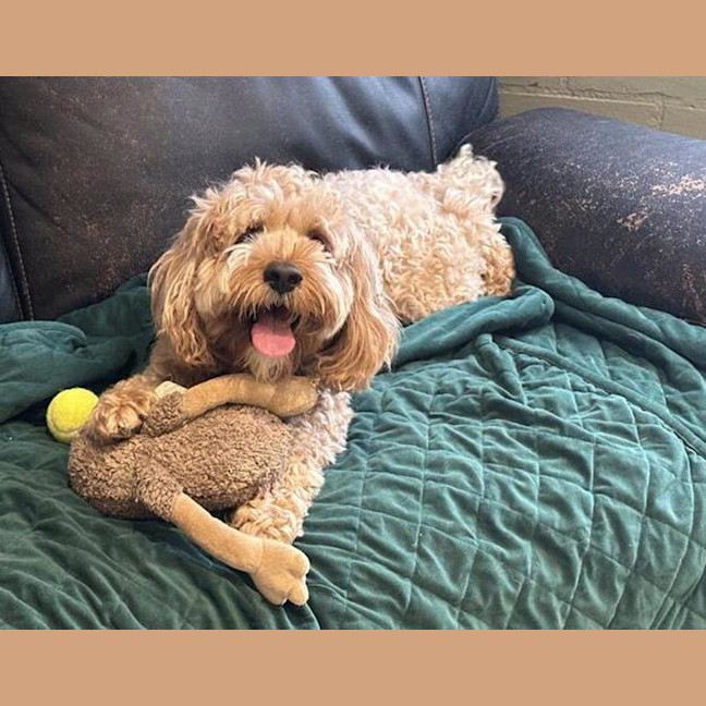 Photo of Cookie