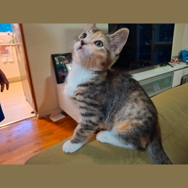 Photo of Quinn