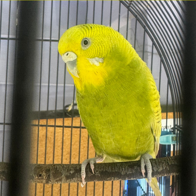 Photo of Wasabi