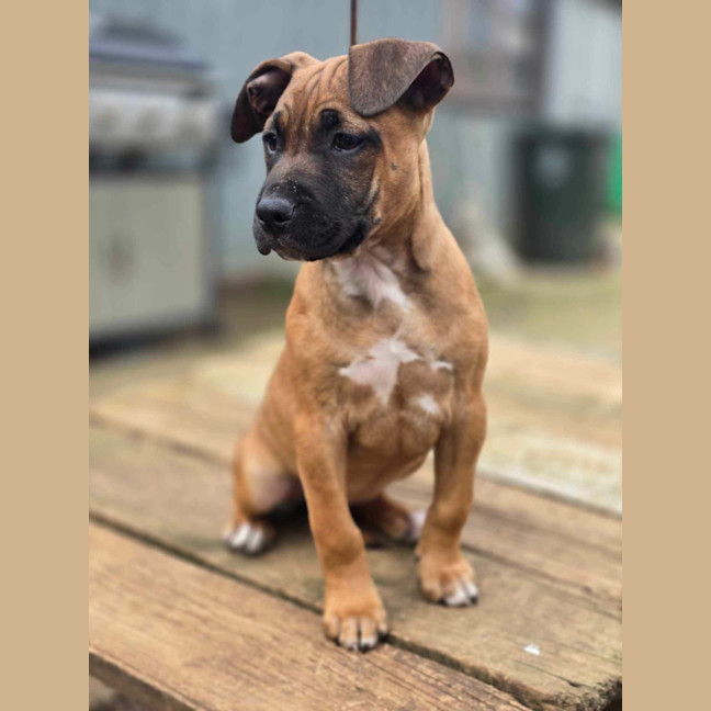 Photo of Kora   Staffy X