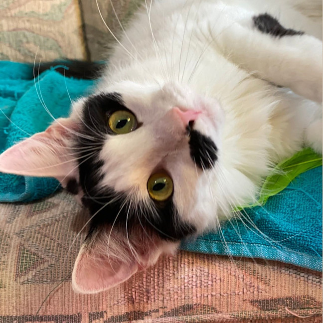 Photo of Kismet
