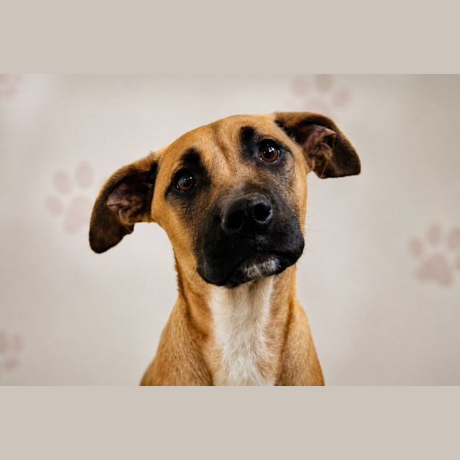 Photo of Tulip