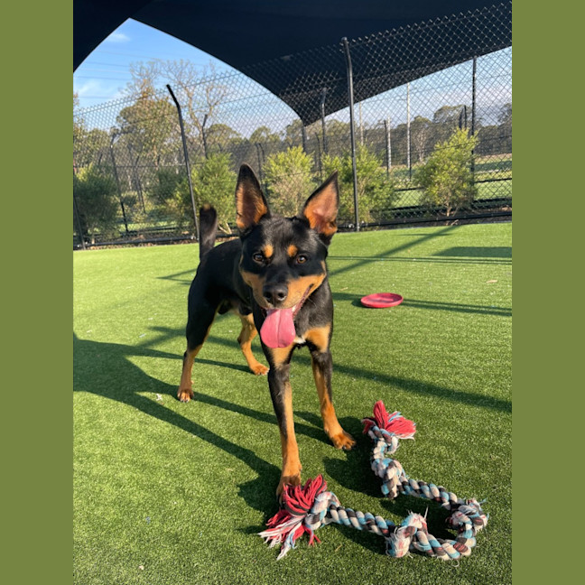 Photo of Matty Imp 1507