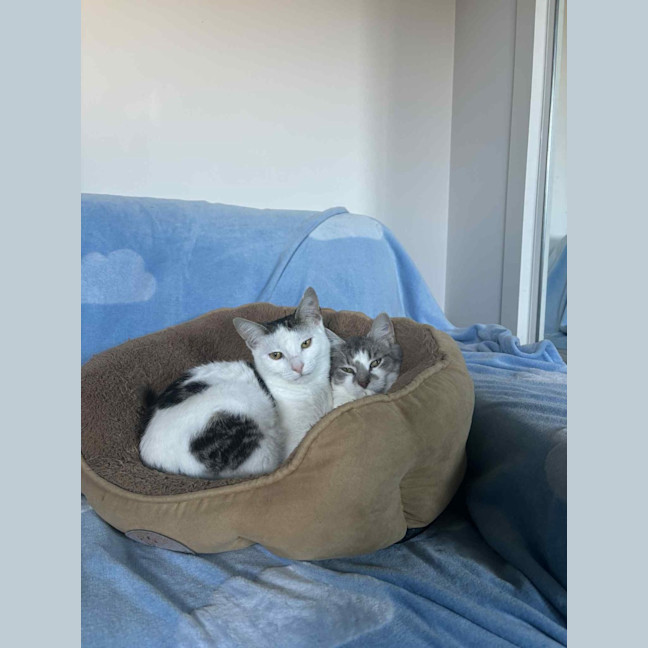 Photo of Cloud & Pebble