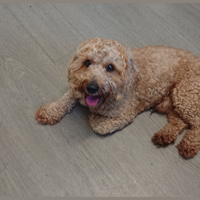 Photo of Tosca 