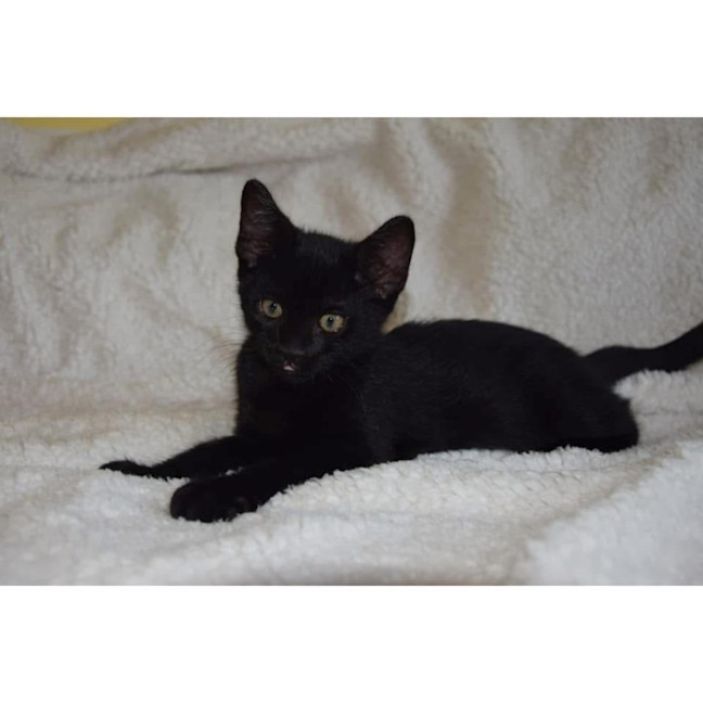 Photo of 11276   Xio