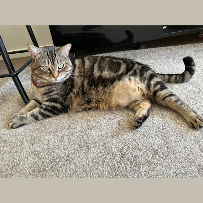Photo of Tilly The Chunky Tabby 