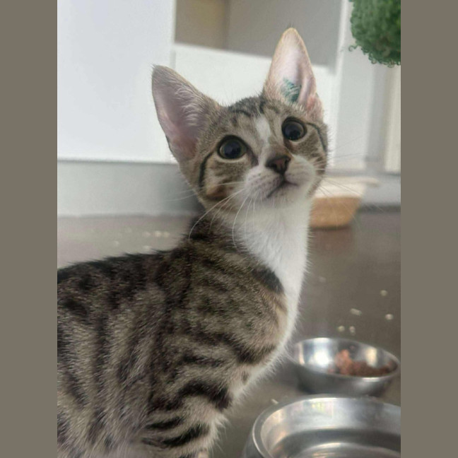 Photo of Muffin