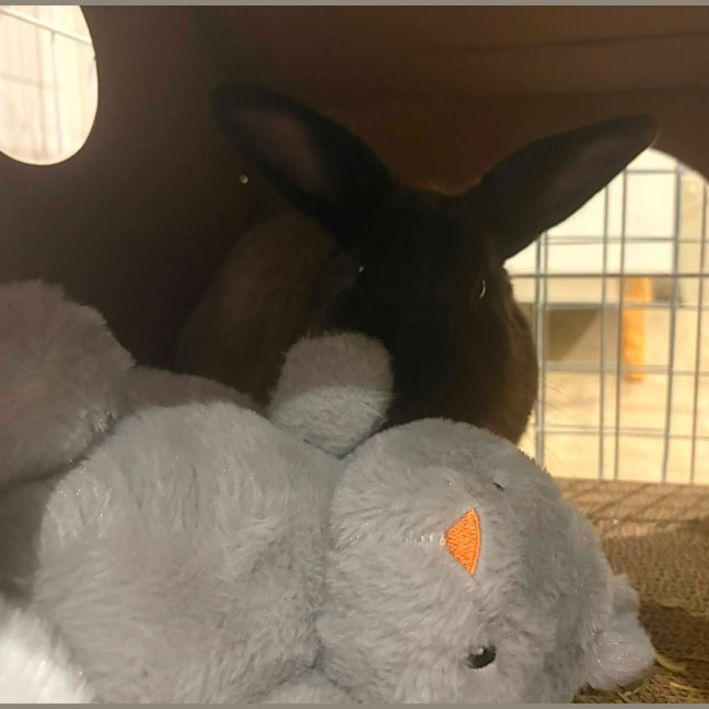 Photo of Bop