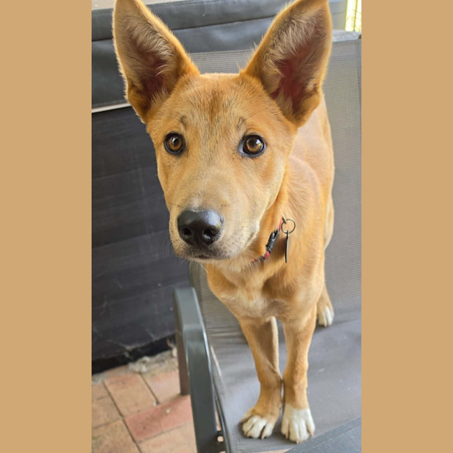 Photo of Caesar 