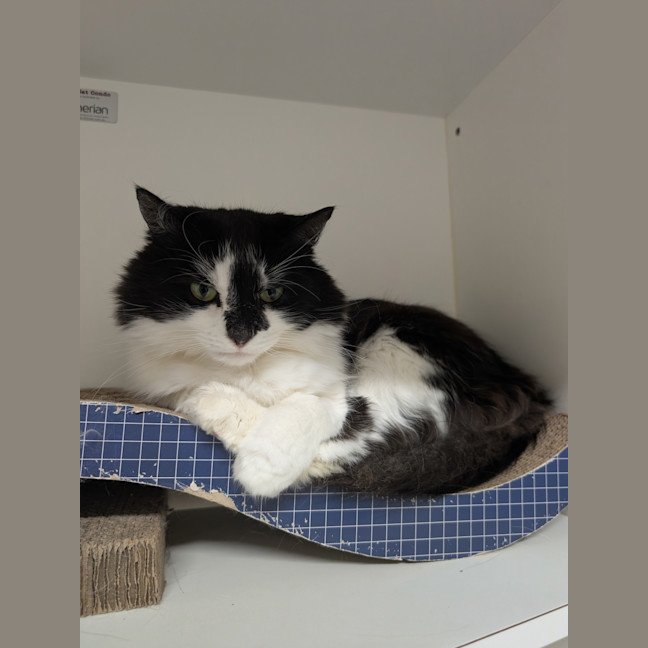 Photo of Callie