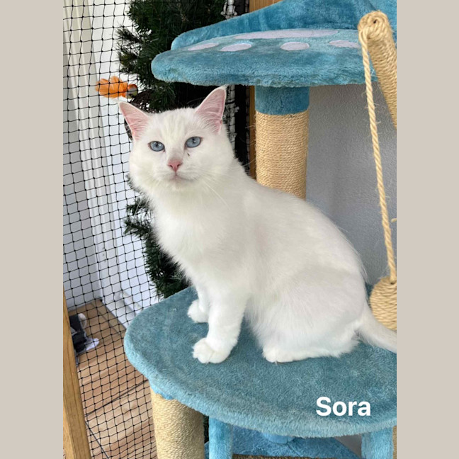 Photo of Sora