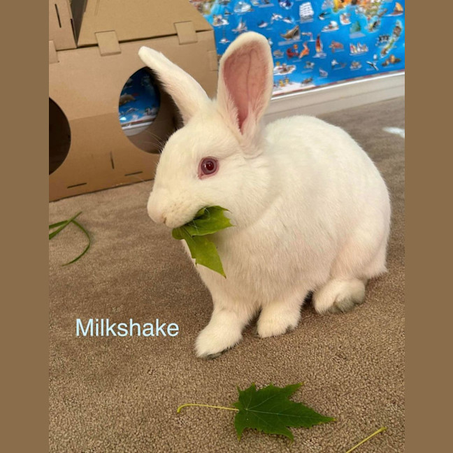 Photo of Milkshake And Tilly