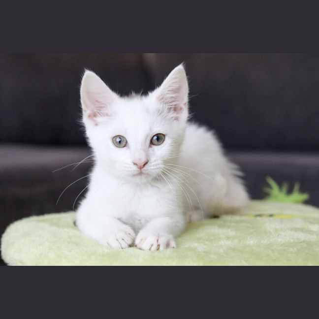 Photo of Barney