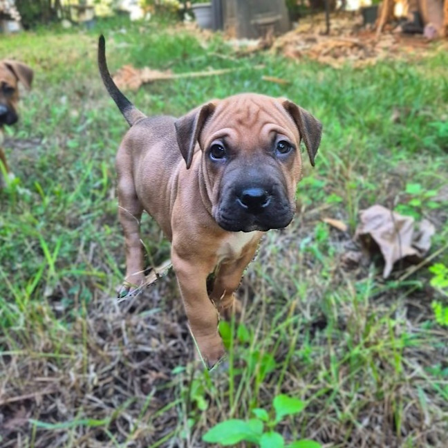 Photo of Pepper