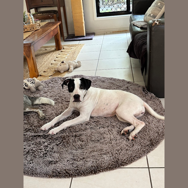 Photo of Lolly (P15)